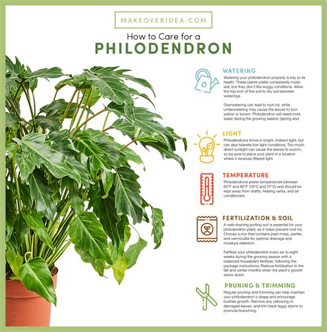 How to care for philodendron .